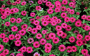 green leaved plant with pink flowers
