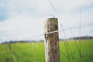 shallow photography of brown wooden fence pole during daytime