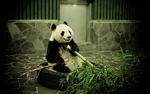Panda holding green bamboo stick HD wallpaper