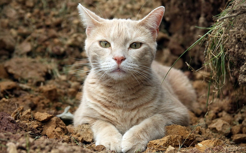 orange tabby cay on ground HD wallpaper