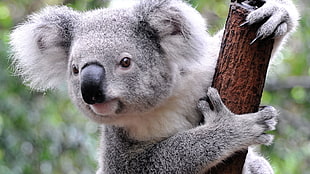 gray koala, animals, koalas, mammals