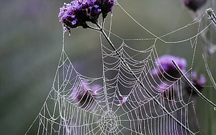 white spider web in purple flower HD wallpaper