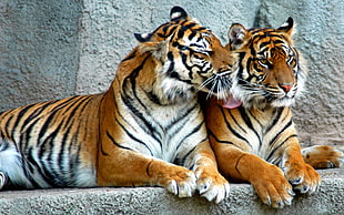 two Tigers sitting near wall during daytime