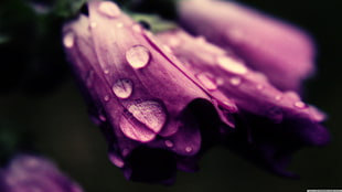 purple flowers, closeup