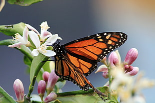 macro shot photography of orange and black butterfly on white flower