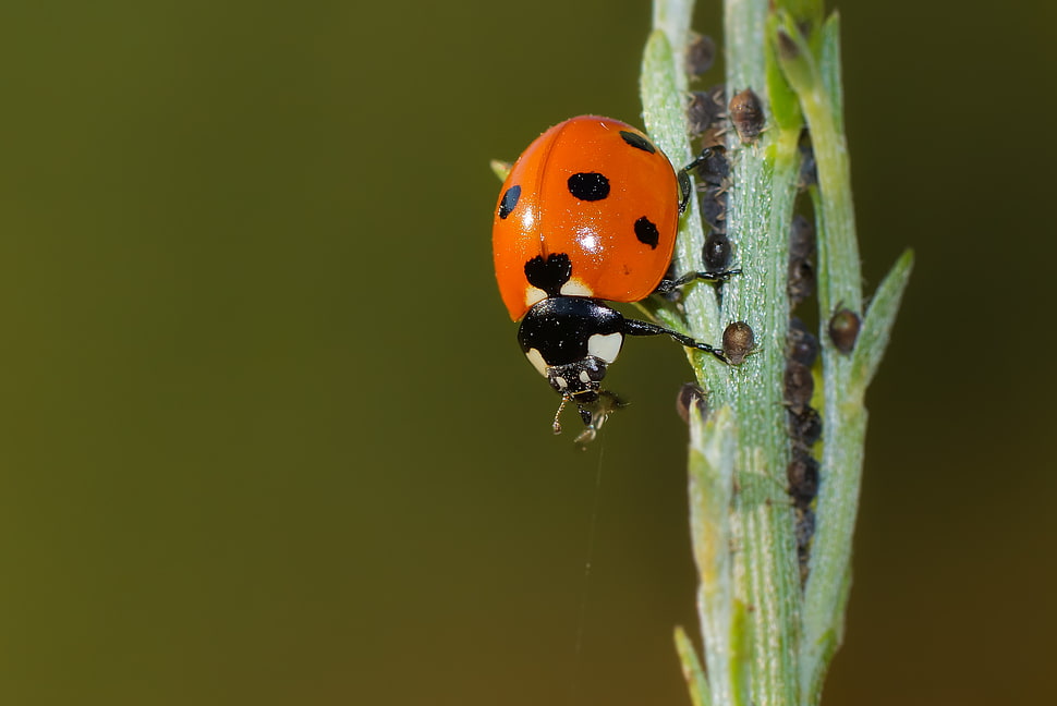 micro photography of  ladybird in green leaf plant HD wallpaper