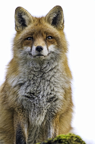 photo of brown Fox