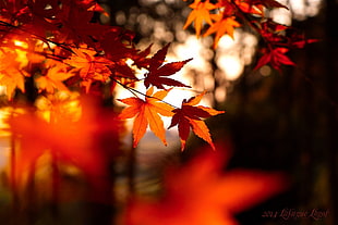 photo of maple leaf, leaves, fall, depth of field