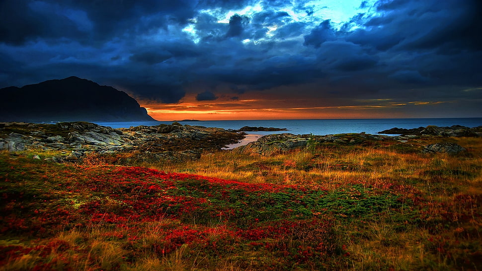 bed of red flowers under black clouds, landscape, sky, sea, horizon HD wallpaper