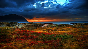 bed of red flowers under black clouds, landscape, sky, sea, horizon