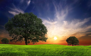 green leaf tree on green grass field at sunset