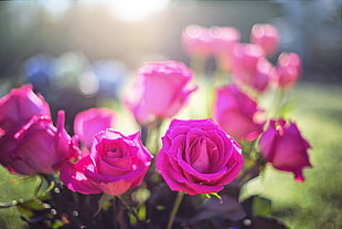 pink roses, Roses, Buds, Light