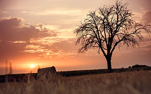black bare tree near bale of hay