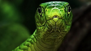 green and gray snake, snake, animals, reptiles, green