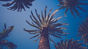 bottom view of palm tree during daytime