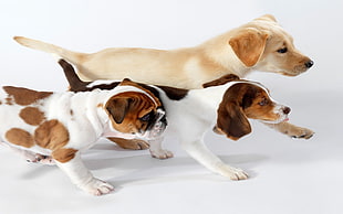 yellow Labrador Retriever, Beagle, and English Bulldog