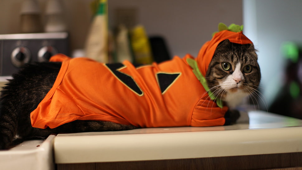 brown tabby cat with orange hooded shirt, cat, animals, costumes HD wallpaper