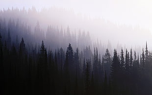 pine trees surrounded by fog during daytime