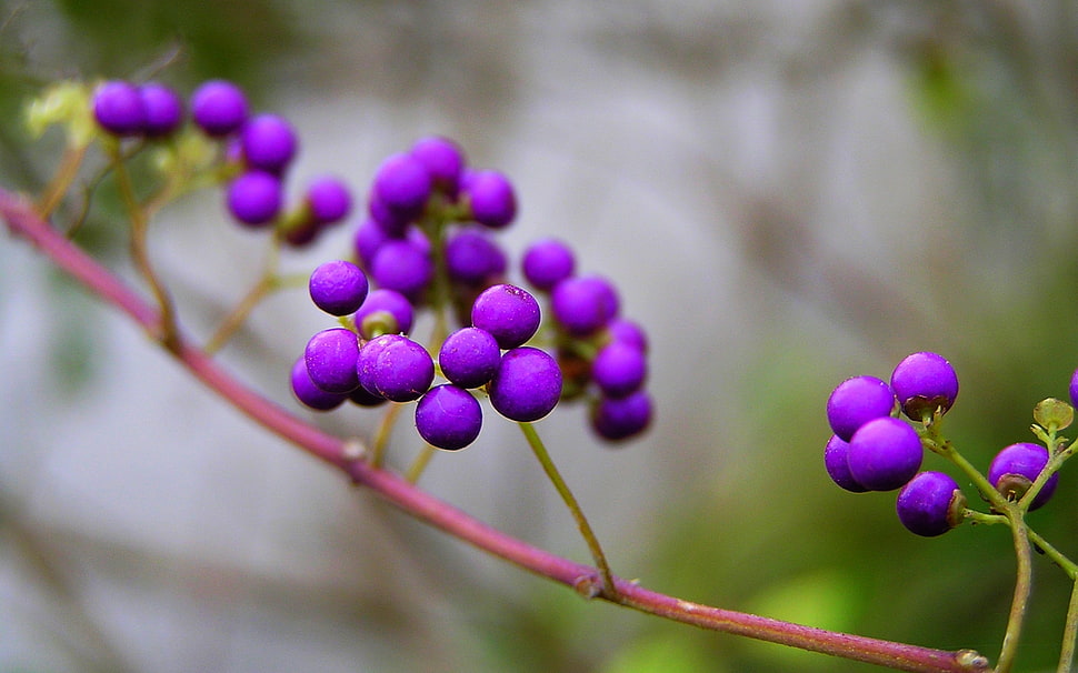 focus photography of purple round fruits HD wallpaper