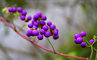 focus photography of purple round fruits