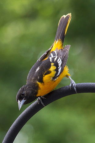 black, yellow, and white bird, baltimore oriole