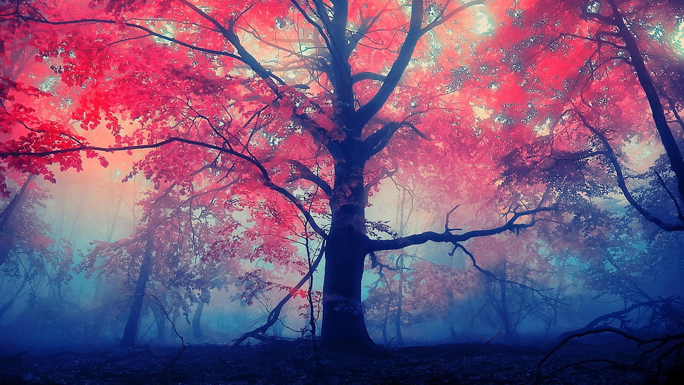 red leafed tree landscape worm's eye view photography HD wallpaper