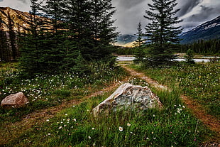 green pine trees, landscape, lake, pine trees, path HD wallpaper