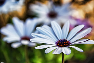 blue-eyed daisies closeup photo