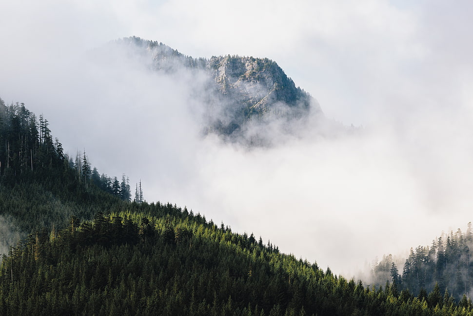 mountains with trees covered with thick clouds HD wallpaper