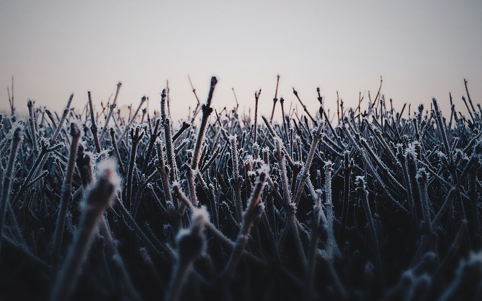 gray plants, winter, cold, ice, plants HD wallpaper