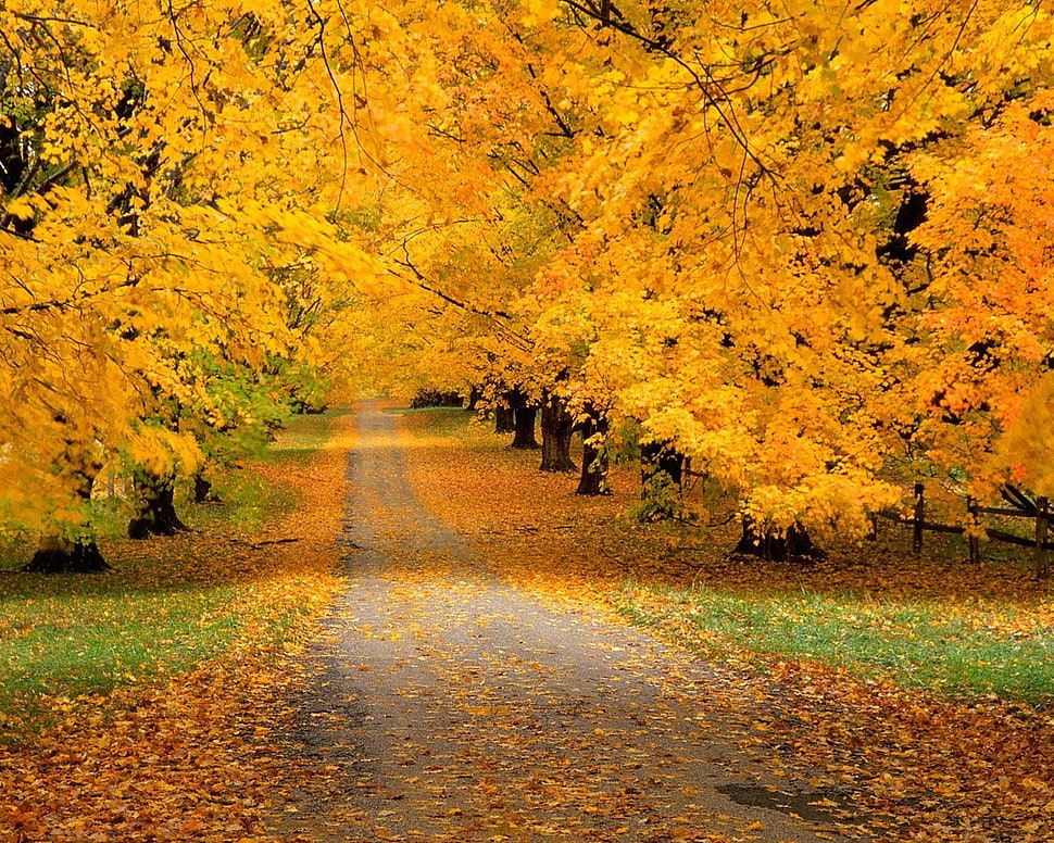 yellow leaf trees with leaves falling on street HD wallpaper