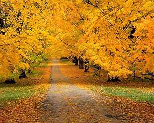 yellow leaf trees with leaves falling on street