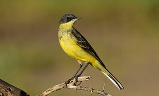 yellow and black bird, yellow wagtail, motacilla flava