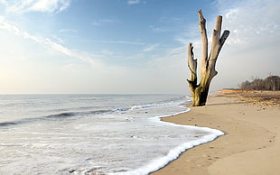 landscape shot of brown trunk on seashore during daytime