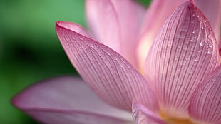 closeup photo of pink Lotus flower with water droplets HD wallpaper