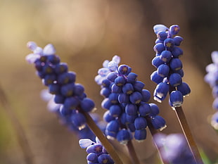 shallow focus photography of violet fruits