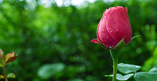 red rose, rose, plants, garden, water drops