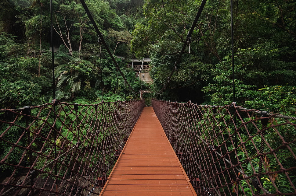 brown wooden hanging bridge HD wallpaper