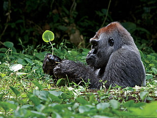 gray gorilla on green grass during daytime HD wallpaper