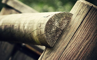 cut log, wood, fence, nature, closeup