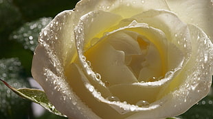 micro lens photography of white rose