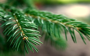 photography of green Christmas tree leaves
