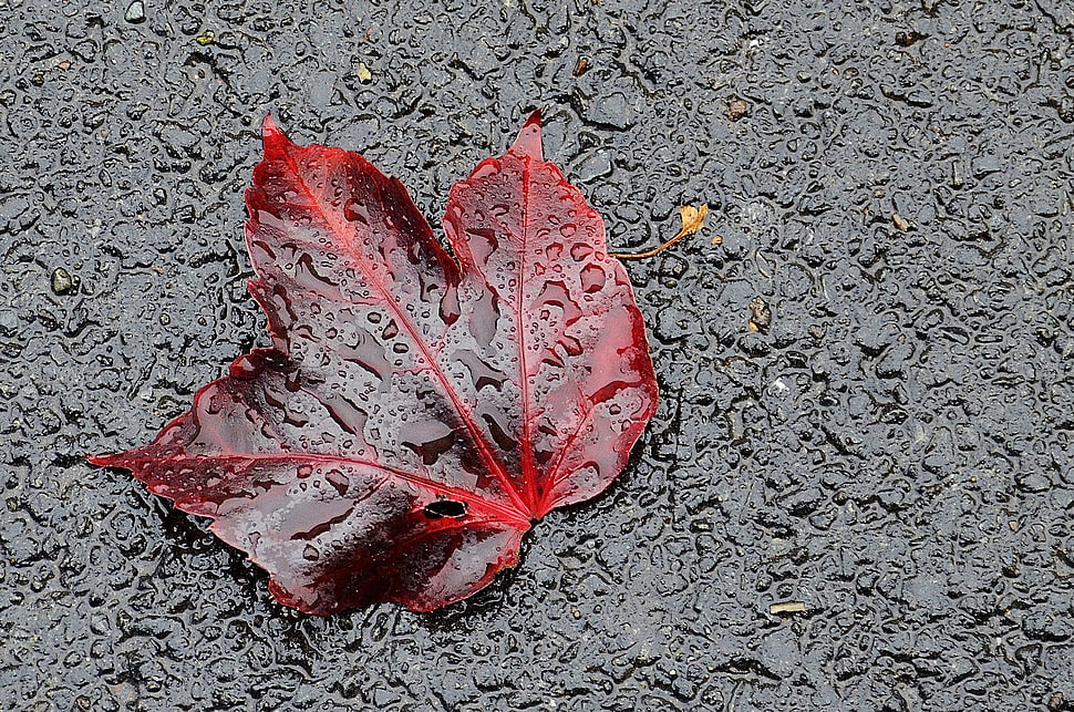 selective photography of water dew on top of red leaf HD wallpaper