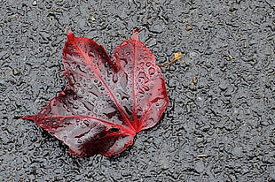 selective photography of water dew on top of red leaf