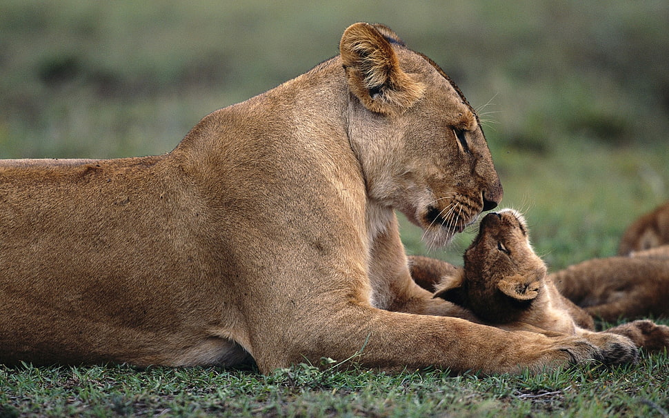 Lioness lying green grass during daytime HD wallpaper
