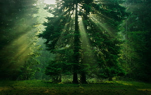 trees, sunlight, green, forest HD wallpaper