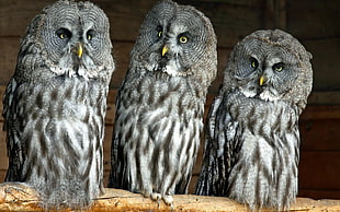 three gray-and-black owls