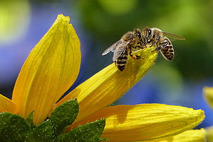shallow focus photography of two bees perched on yellow petal flower