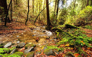 HDR photo of forest during day time