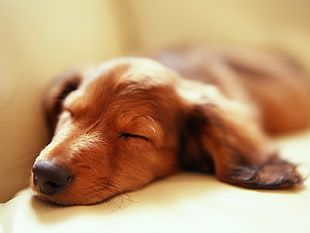 sleeping brown dog on brown surface